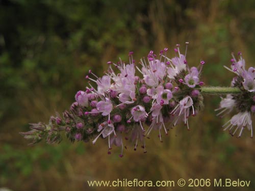 Bild von Mentha aquatica (Hierba buena / Bergamota / Sándalo de agua). Klicken Sie, um den Ausschnitt zu vergrössern.